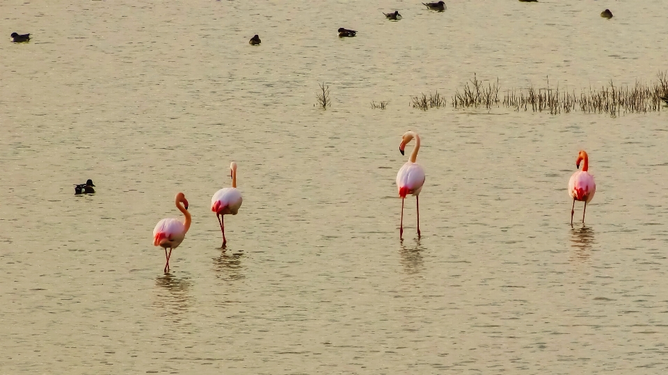 Pantai alam pasir burung