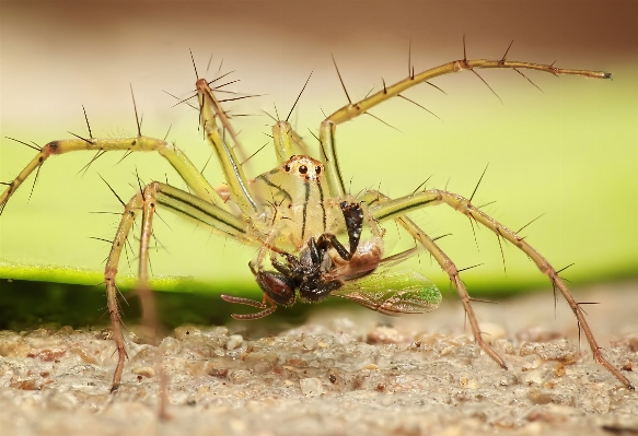 Foto Alam fotografi serangga makro