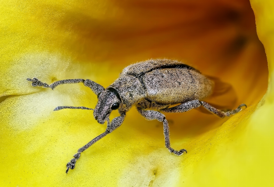 Photography flower animal insect