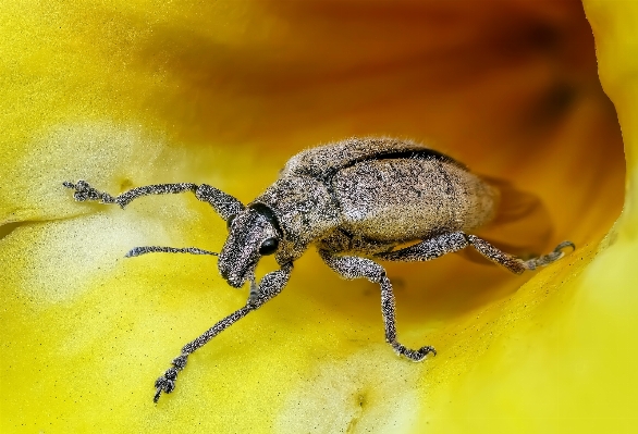 Photography flower animal insect Photo