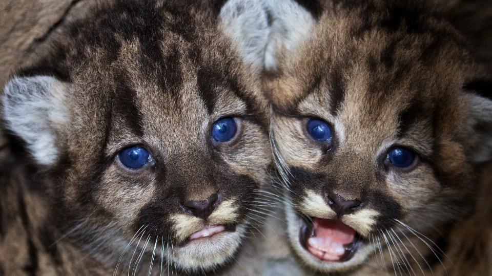 Natura carino animali selvatici giovane