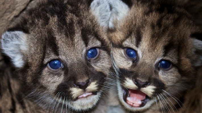 Foto Natura carino animali selvatici giovane