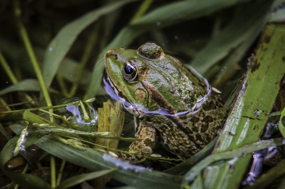 Acqua natura carino guardare