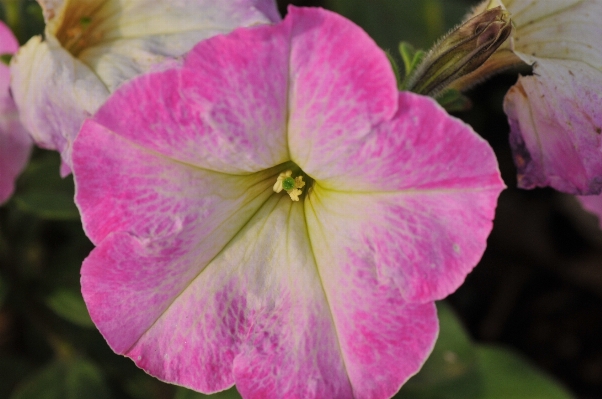 Blossom plant flower petal Photo