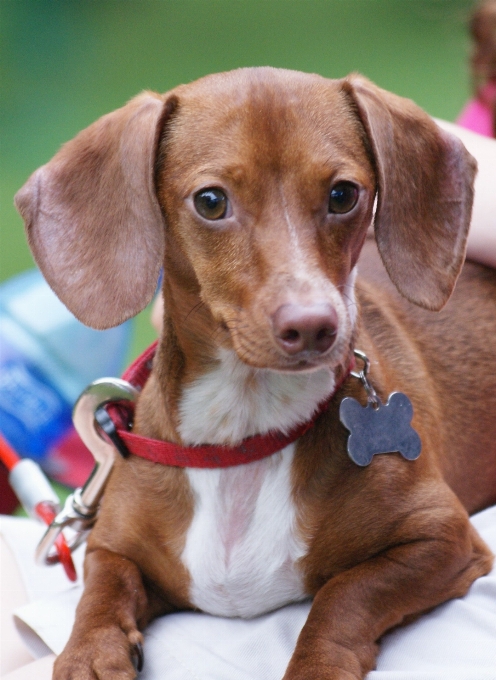 白 子犬 犬 動物