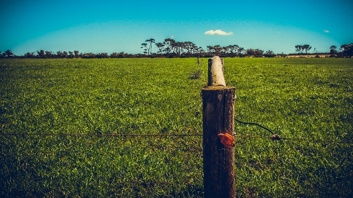 Landscape tree nature grass Photo