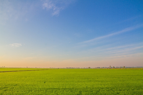 Foto Cakrawala tanaman langit bidang