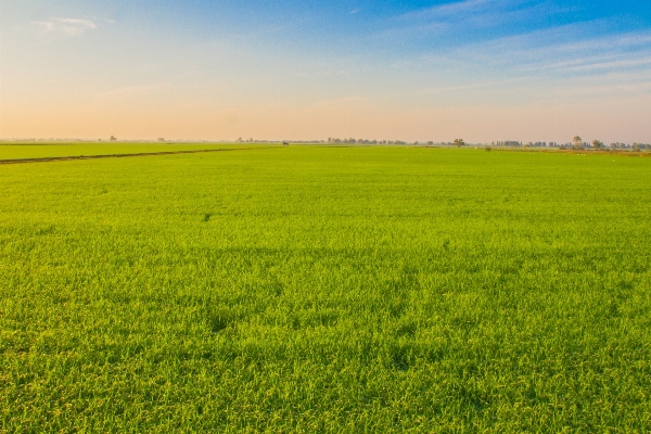 Grass horizon plant field Photo