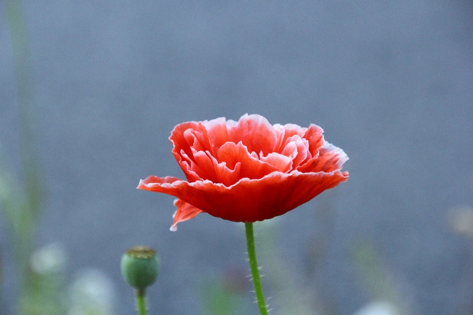 Blüte anlage blume blütenblatt