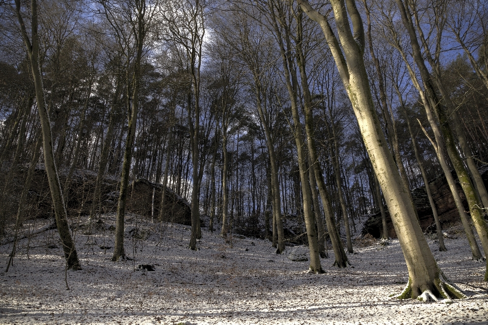 Paesaggio albero natura foresta