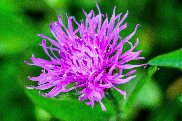 自然 草 花 植物 写真