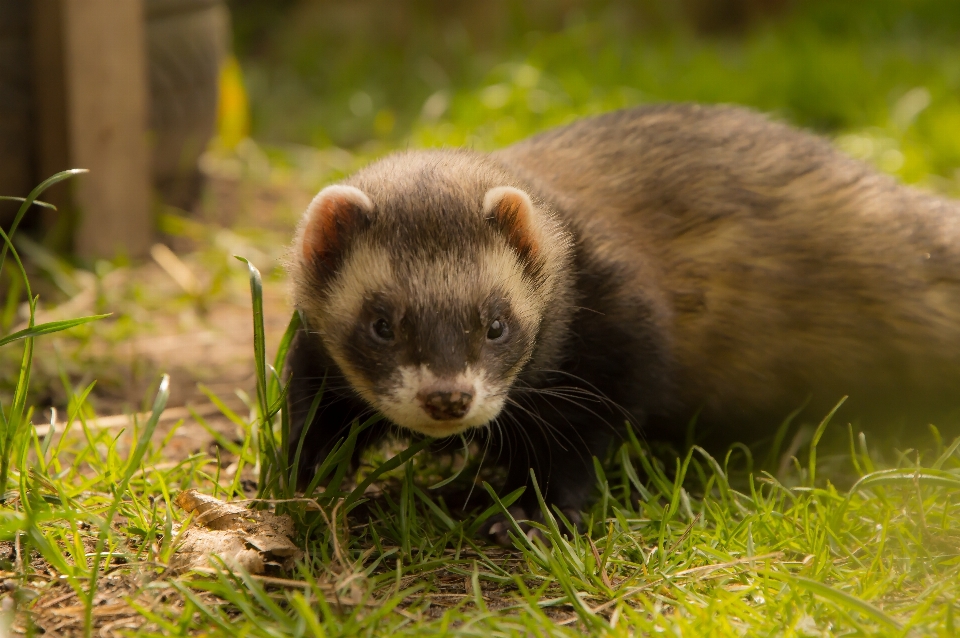 Dzikiej przyrody ssak zamknąć fauna