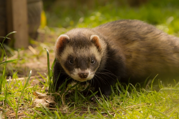 Foto Margasatwa mamalia menutup fauna