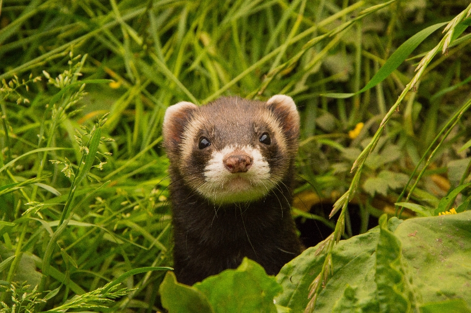 Faune mammifère fauna panda rouge
