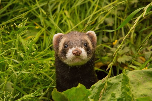 Wildlife mammal fauna red panda Photo