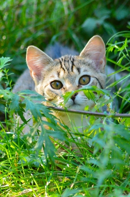 Grass flower pet green Photo