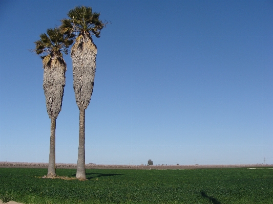 Landscape tree grass plant Photo