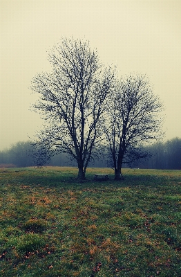 Landscape tree nature forest Photo