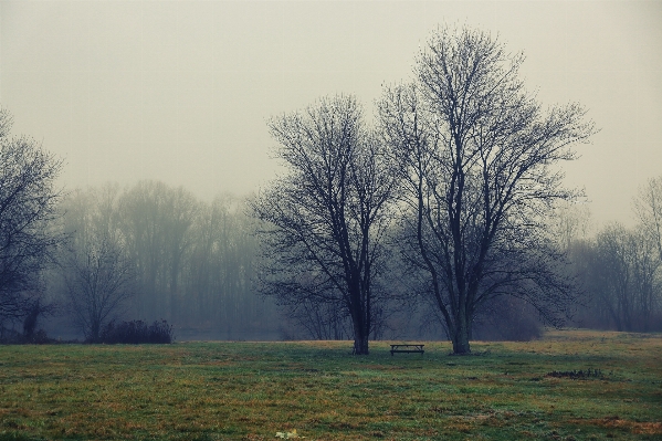 Landscape tree nature forest Photo