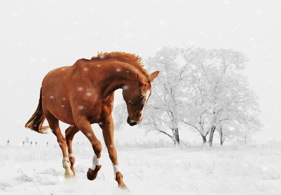 Landscape nature snow winter Photo