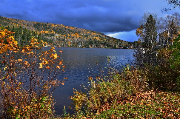 Landscape tree water nature Photo