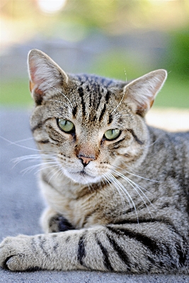 Foto Anak kucing mamalia fauna