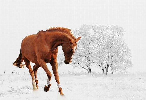 Landscape nature snow winter Photo