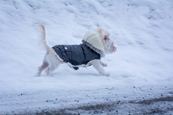 Snow winter white sweet Photo