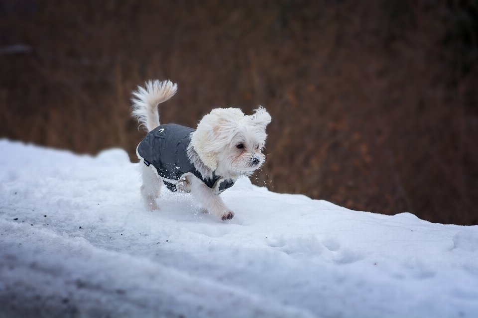 Neve inverno branco filhote de cachorro