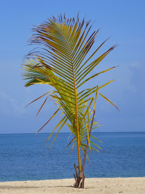 Spiaggia mare albero natura