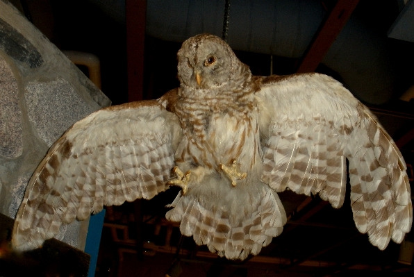 Foto Alam burung sayap pena