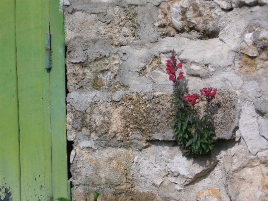 Outdoor rock flower wall Photo