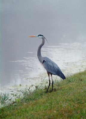 Foto Burung margasatwa paruh fauna