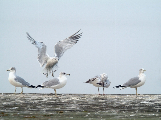 Bird wing seabird wildlife Photo