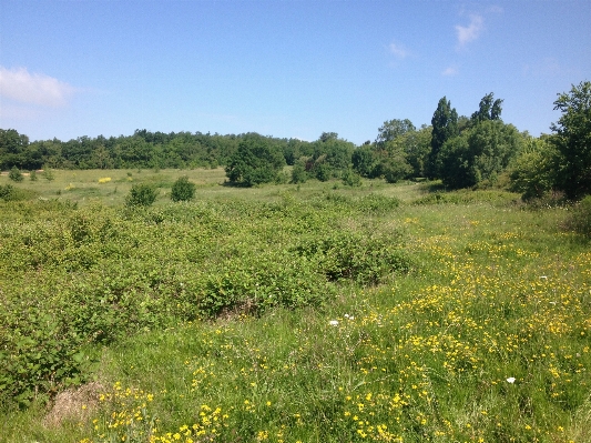 Landscape nature grass wilderness Photo