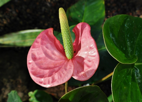 Blossom plant leaf flower Photo