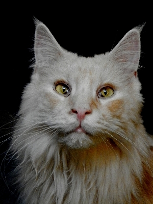 Foto Assistir gato mamífero fauna