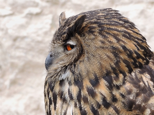 Photo Nature oiseau aile faune