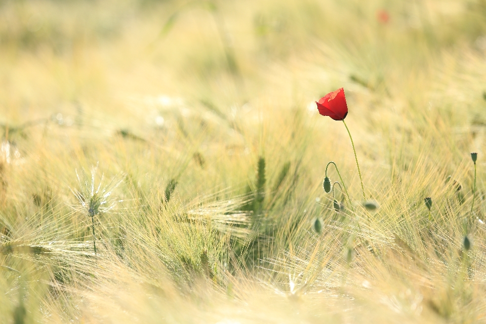 Landscape nature grass plant