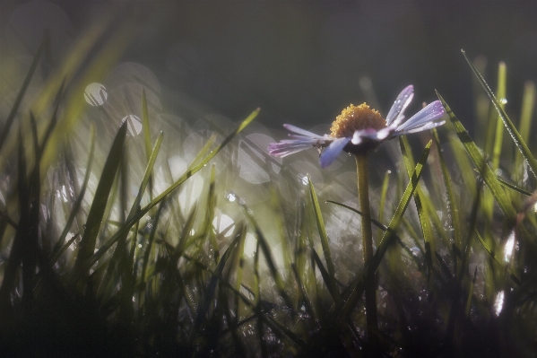 Nature grass blossom dew Photo