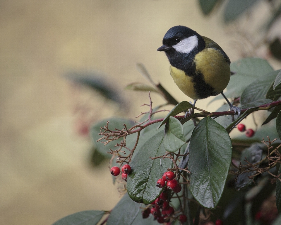 Alam cabang musim dingin burung