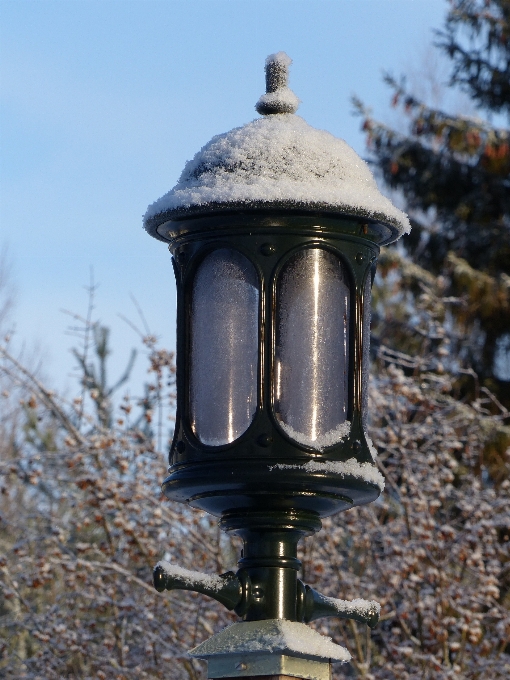 Tree outdoor winter light