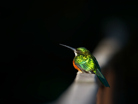 Foto Burung sayap hijau paruh