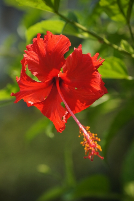 Florecer planta hoja flor