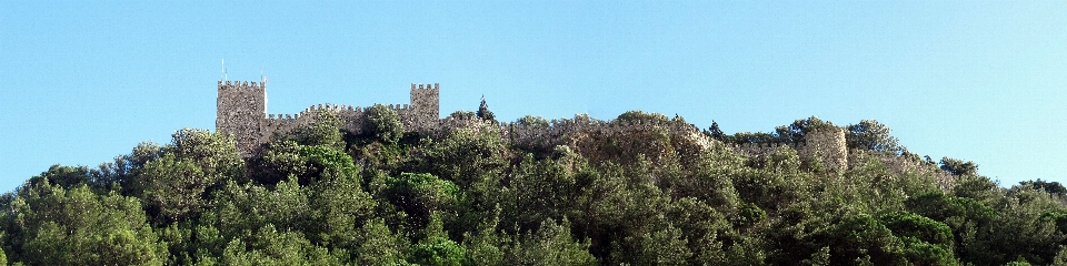 Arbre forêt montagne usine