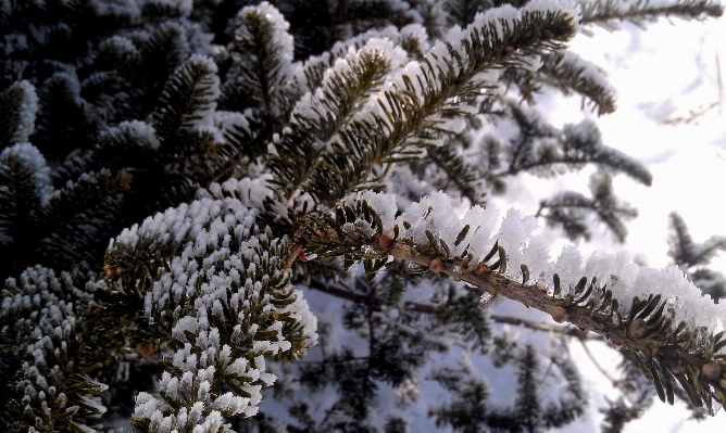 Tree nature forest outdoor Photo