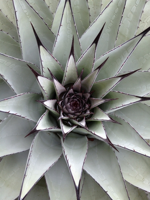 Nature extérieur épineux
 cactus
