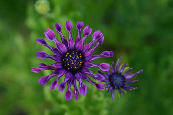 Nature blossom plant meadow Photo