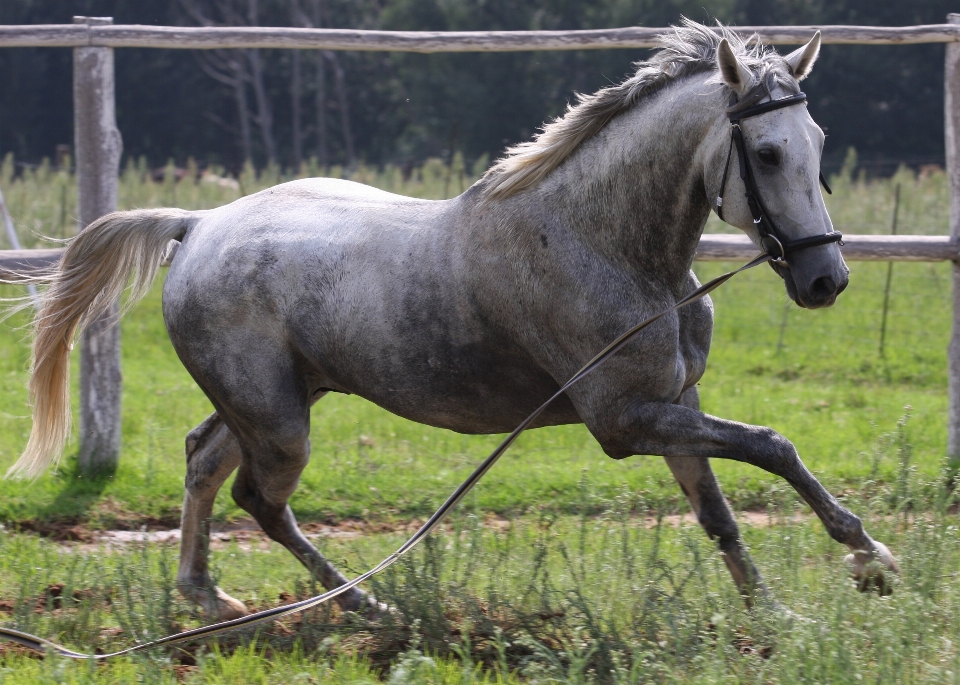 Pasture horse mammal stallion