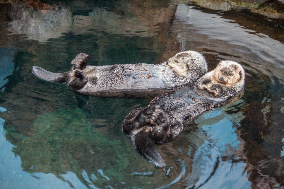 野生動物 fauna アヒル 水族館